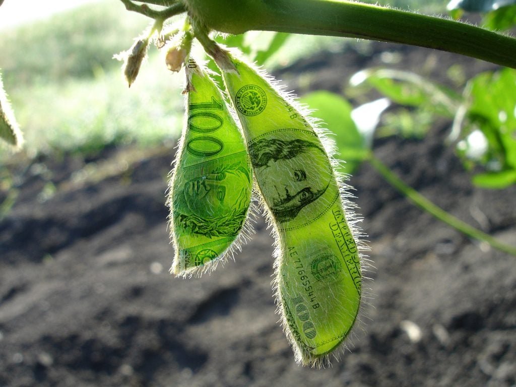 Mercado de soja fecha com preços mistos antes de relatório do USDA - Imagem do artigo original