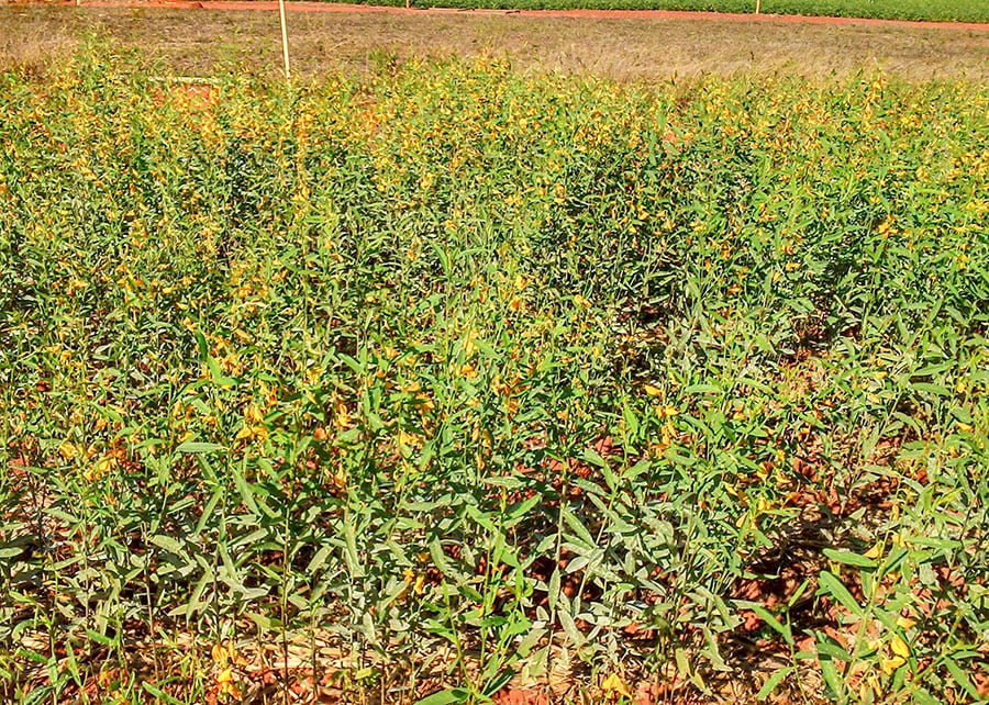 Embrapa comprova controle de plantas espontâneas sem herbicidas em lavouras de grãos - Imagem do artigo original