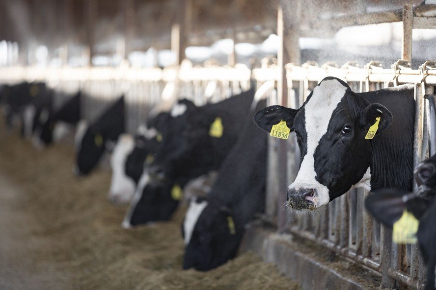 Sustentabilidade impulsiona novas soluções de nutrição animal na 25ª Agroleite - Imagem do artigo original