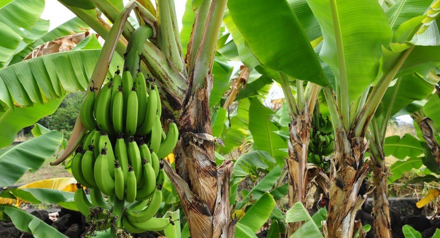 Bananeira é classificada como erva de grande porte, apontam especialistas - Imagem do artigo original