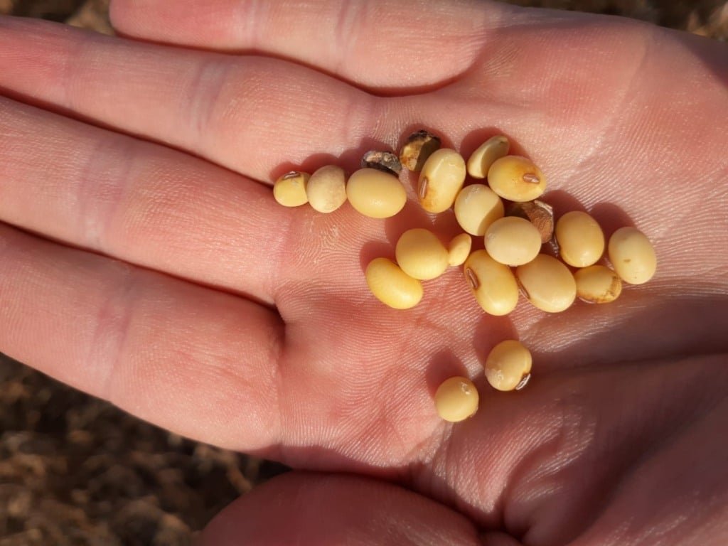 Comercialização da soja no Brasil chega a 78,4% enquanto mercado aguarda relatório de agosto do USDA - Imagem do artigo original