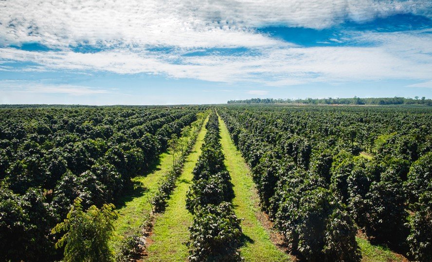 Valorização do café impulsiona preços de terras destinadas ao cultivo no Brasil - Imagem do artigo original
