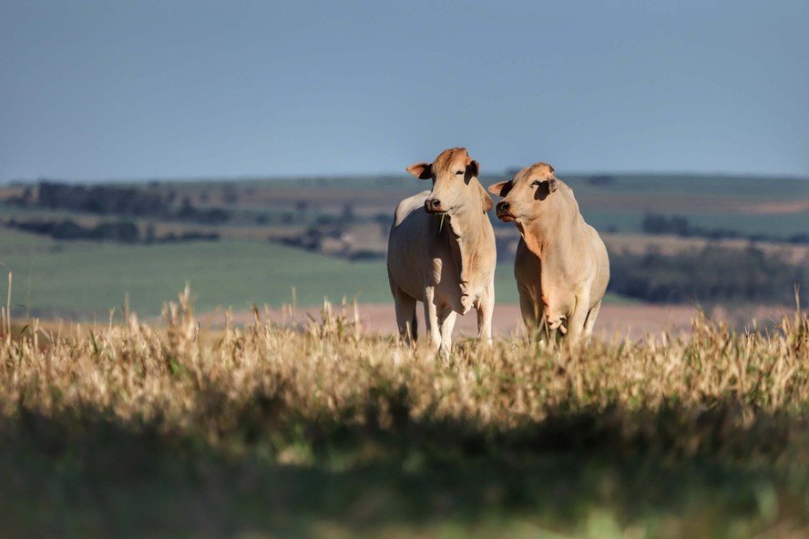 Preço de pastagens com potencial agrícola sobe 3,3% no 2º trimestre - Imagem do artigo original