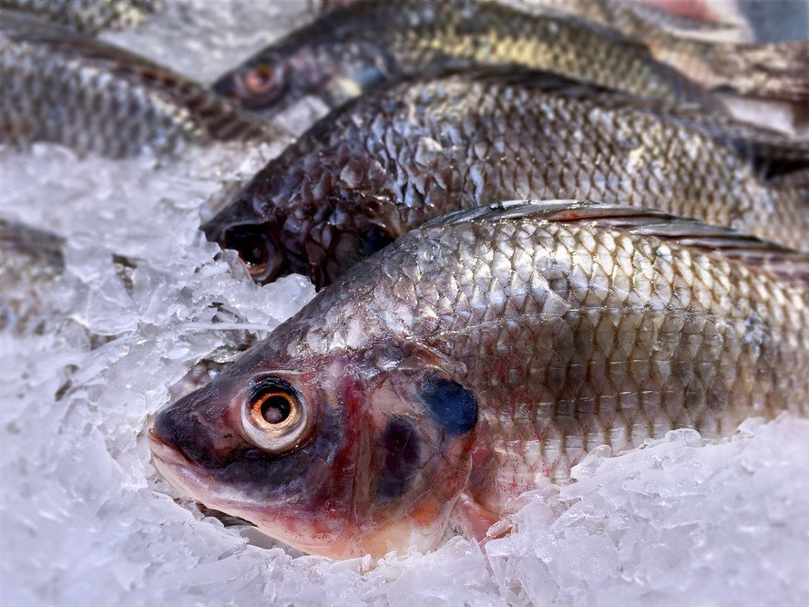 Setores de pescado e mel no Brasil temem colapso após tarifa de 50% dos EUA - Imagem do artigo original
