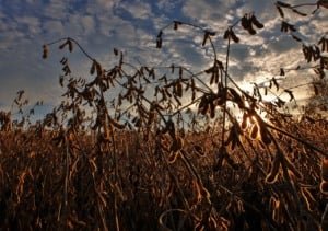 Especialista vê risco de retrocesso após 63 vetos em projeto de licenciamento ambiental - Imagem do artigo original