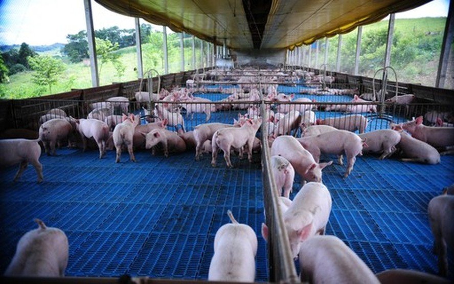 Governo busca aval japonês para exportação de carne suína de Paraná e Rio Grande do Sul - Imagem do artigo original