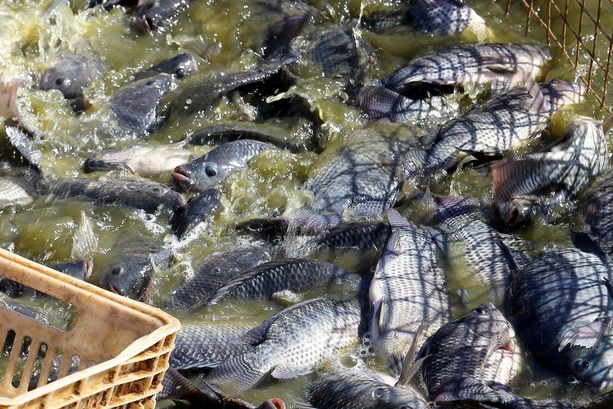 Cotações da tilápia seguem em queda no início de agosto nas principais regiões produtoras - Imagem do artigo original