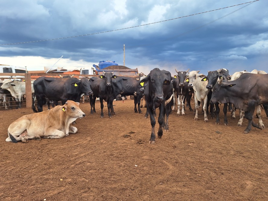 Boi gordo mantém preços estáveis; abate atinge recorde no 2º trimestre - Imagem do artigo original