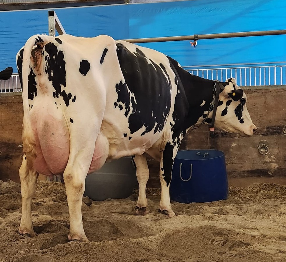 Vaca holandesa produz 99,9 kg de leite por dia e conquista Torneio Leiteiro da Agroleite - Imagem do artigo original