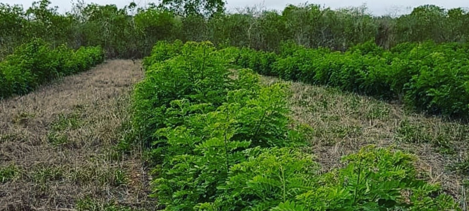 Gliricídia se consolida como ração estratégica para gado durante a seca no semiárido - Imagem do artigo