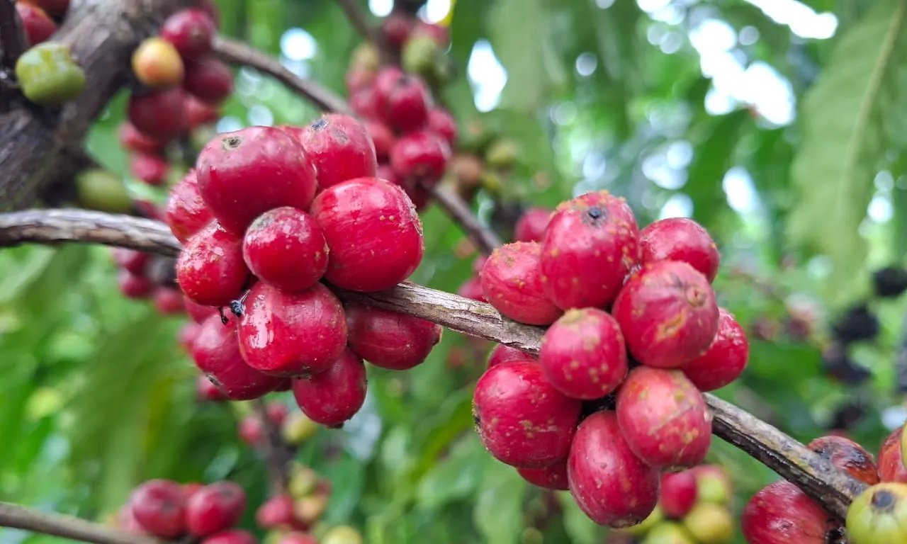 Café robusta perde quase 4% na bolsa de Londres em sessão de baixa liquidez - Imagem do artigo