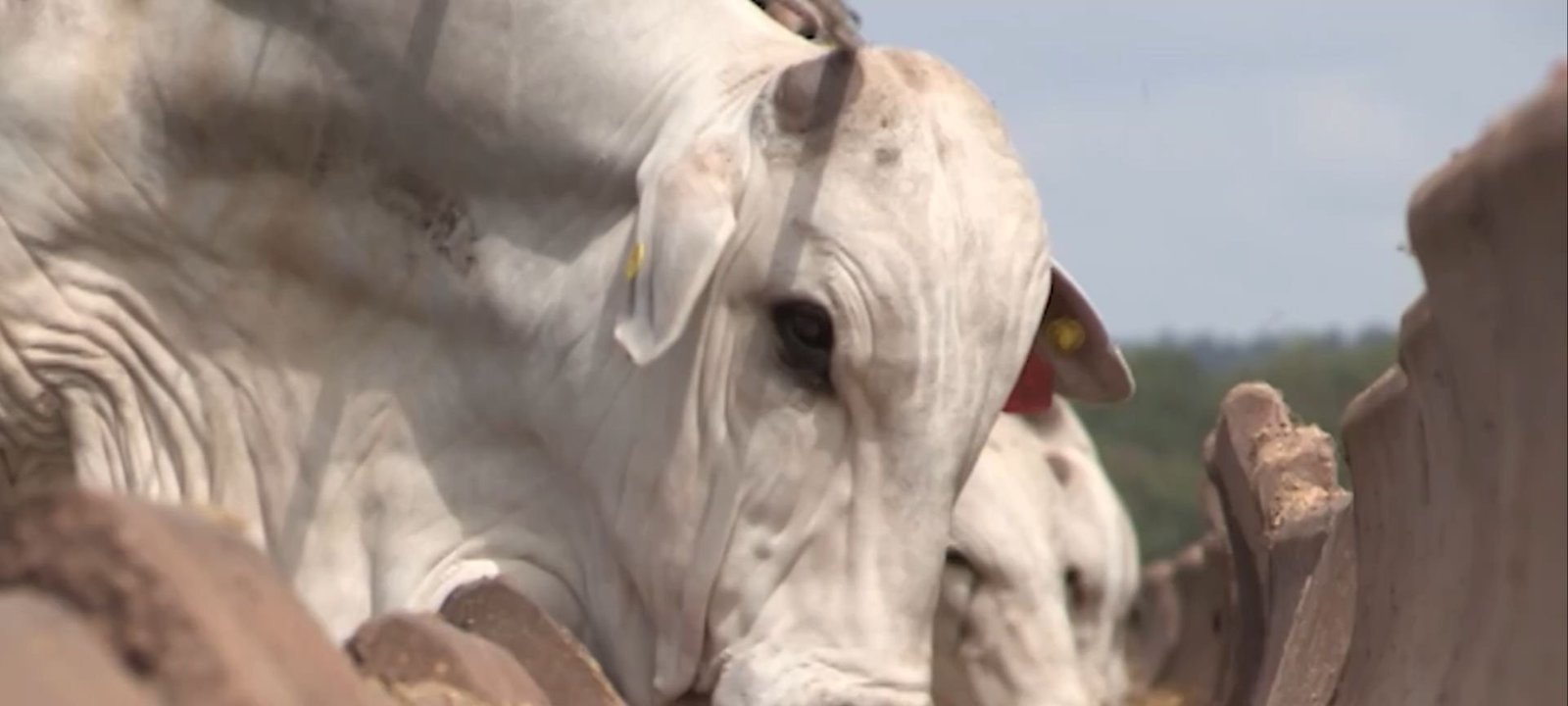 Logística de insumos assegura margem ao pecuarista nos boitéis da JBS - Imagem do artigo