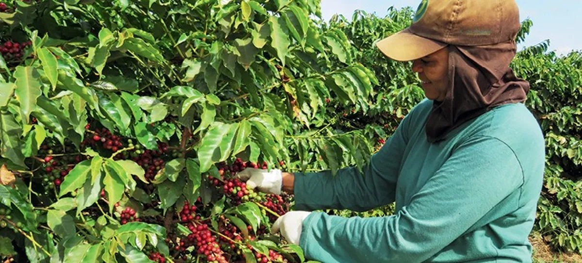Café arábica recua em Nova York após Conab cortar projeção da colheita no Brasil - Imagem do artigo