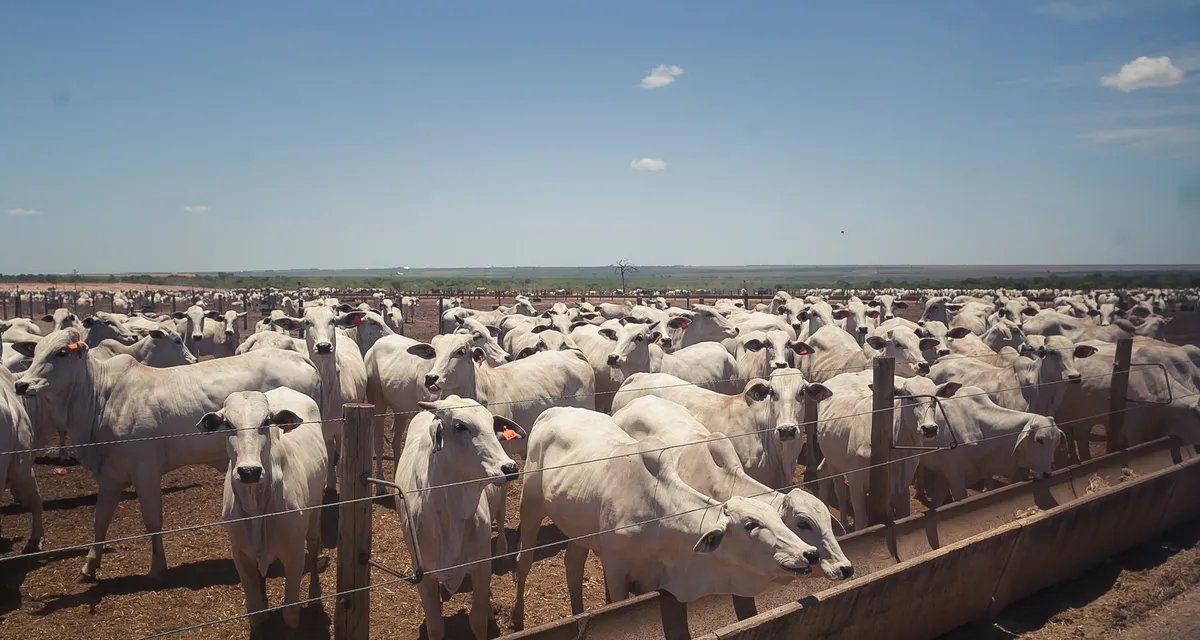 Preço do boi gordo se mantém estável em 29 das 32 regiões acompanhadas - Imagem do artigo