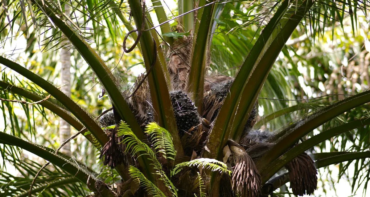 Cooperativa de Tomé-Açu quer mais que dobrar área de dendê em sistema agroflorestal no Pará - Imagem do artigo