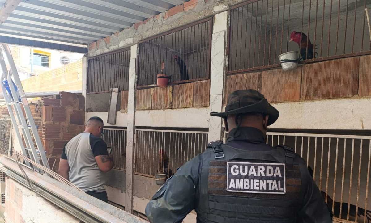 Guarda Ambiental de Barra Mansa apreende 60 galos mantidos em rinha clandestina - Imagem do artigo