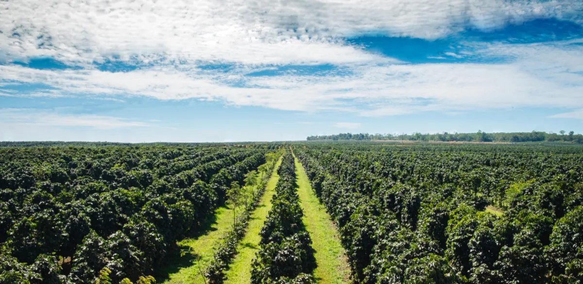 Rainforest Alliance lança selo de agricultura regenerativa para cafeicultores - Imagem do artigo