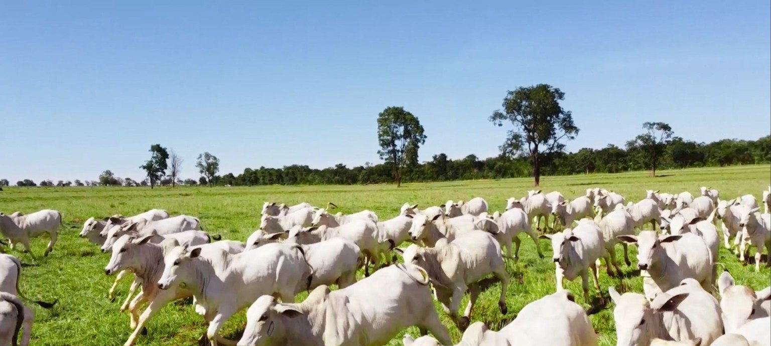 Abate de bovinos, suínos e frangos bate recorde no 2º trimestre de 2025, diz IBGE - Imagem do artigo