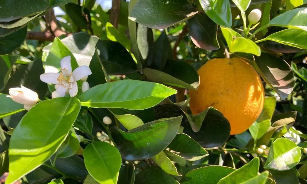 Projeção de safra 2025/26 aponta queda na colheita de laranja no Brasil - Imagem do artigo