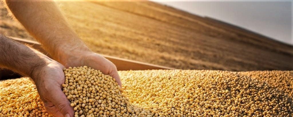 Produção brasileira de soja deve atingir 165,9 milhões de toneladas em 2025, projeta IBGE - Imagem do artigo