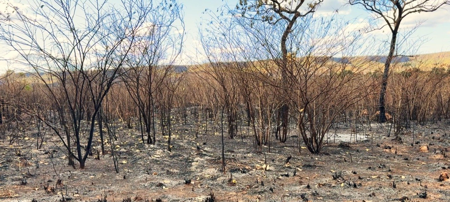 Cerrado registra mais de 81 mil focos de incêndio em 2024 e segue entre os biomas mais atingidos pelo fogo - Imagem do artigo