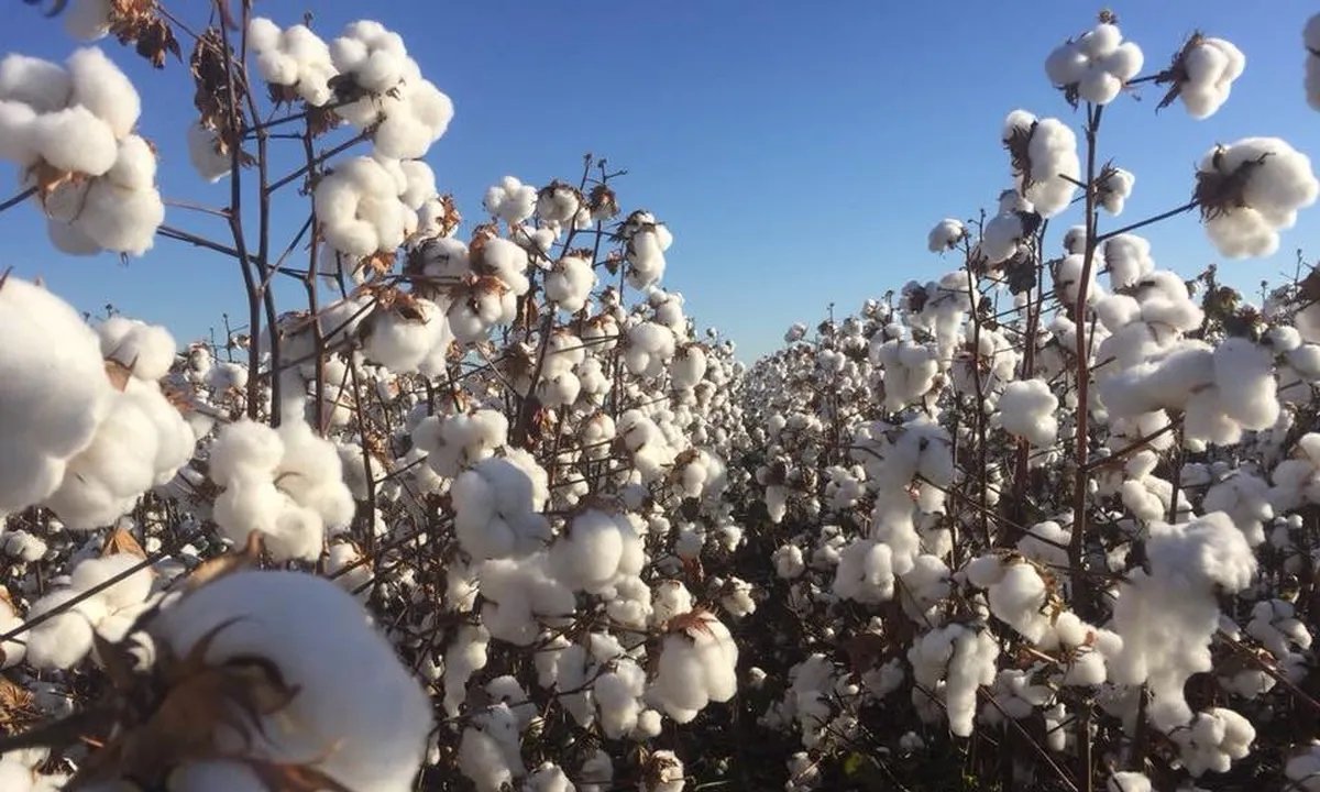 Produtividade do algodão em Mato Grosso é a segunda maior da série histórica - Imagem do artigo