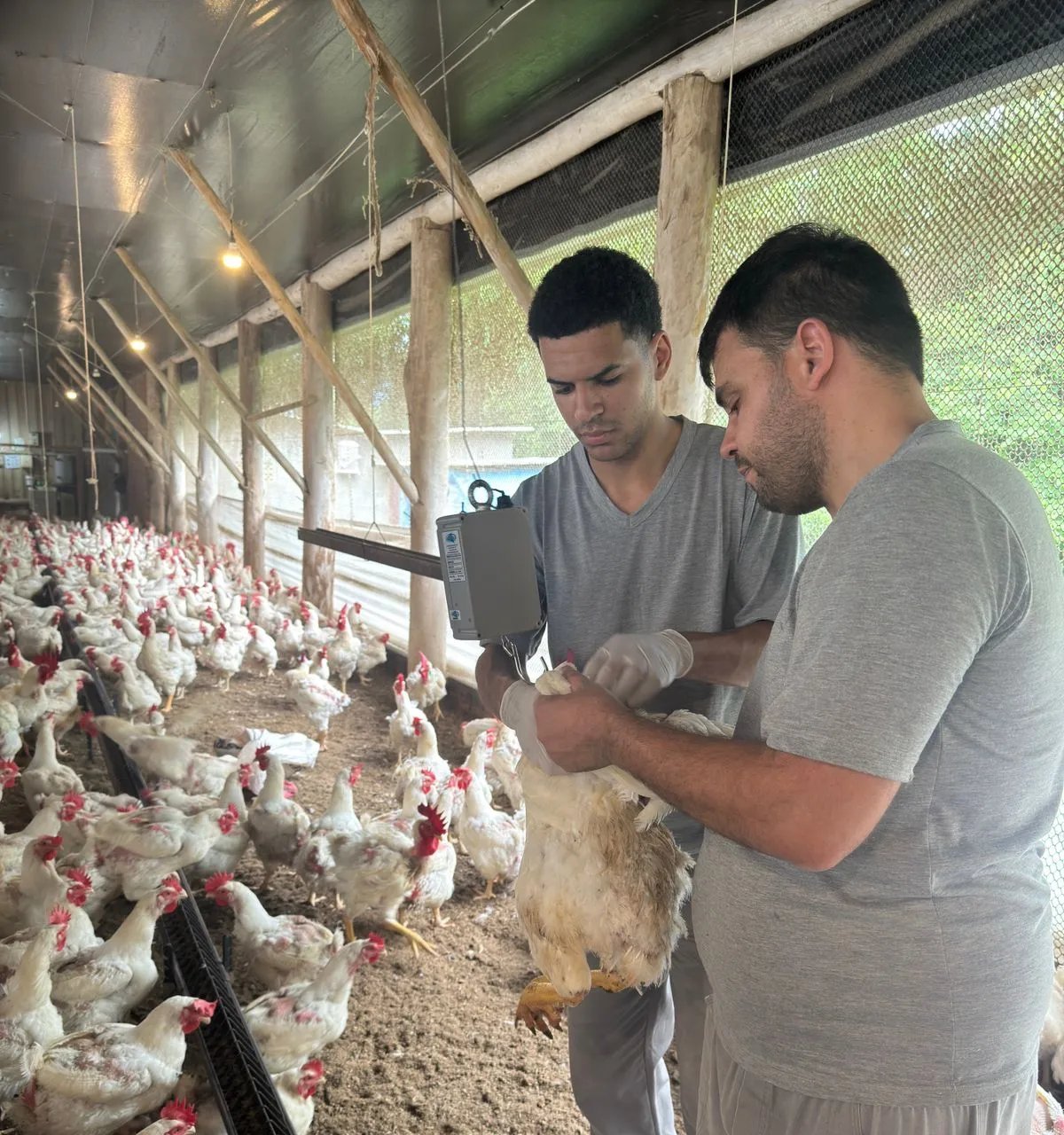 Suplemento de algas demonstra benefícios metabólicos em galos reprodutores Ross - Imagem do artigo