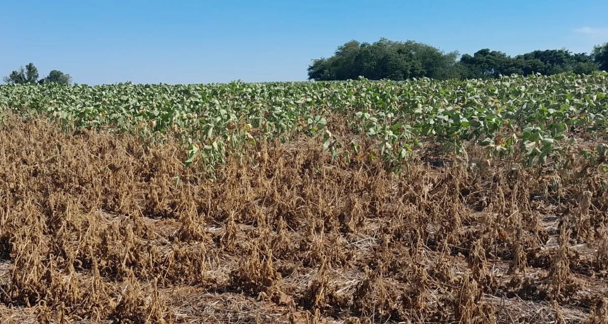 Governo destina R$ 12 bilhões para renegociar dívidas de agricultores afetados por extremos climáticos - Imagem do artigo
