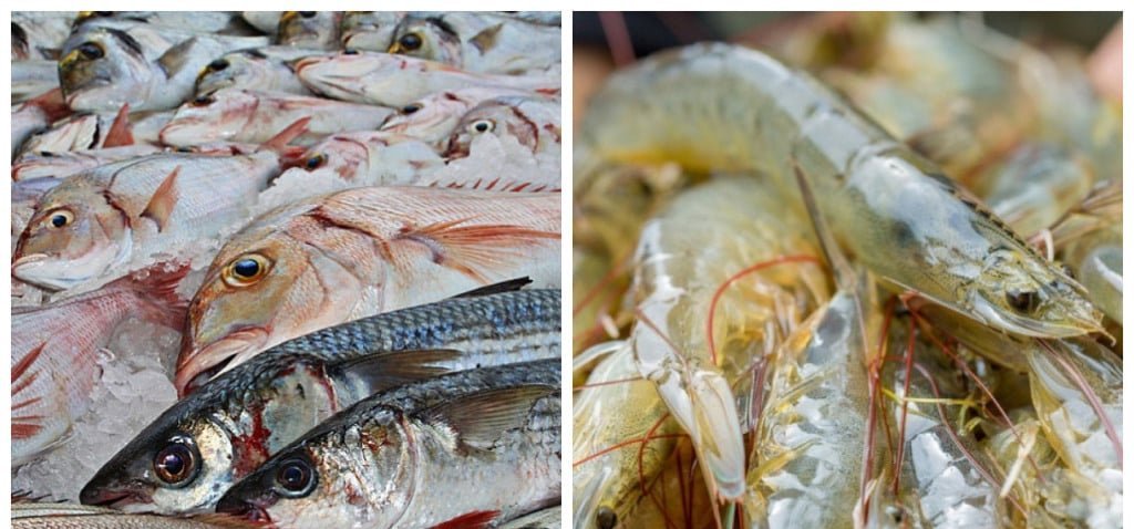 Produção brasileira de peixes cresce 10,3% e camarão bate recorde em 2024, aponta IBGE - Imagem do artigo