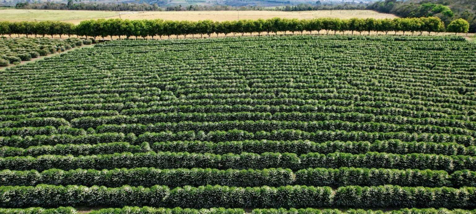 Brasil planeja destacar agricultura sustentável na COP30 em Belém - Imagem do artigo