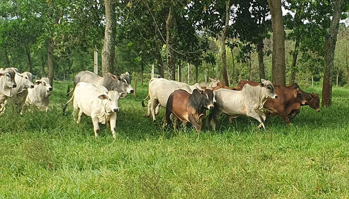 Governo começa a liberar neste mês parte dos R$ 16,5 bilhões do Ecoinvest para recuperar áreas degradadas - Imagem do artigo