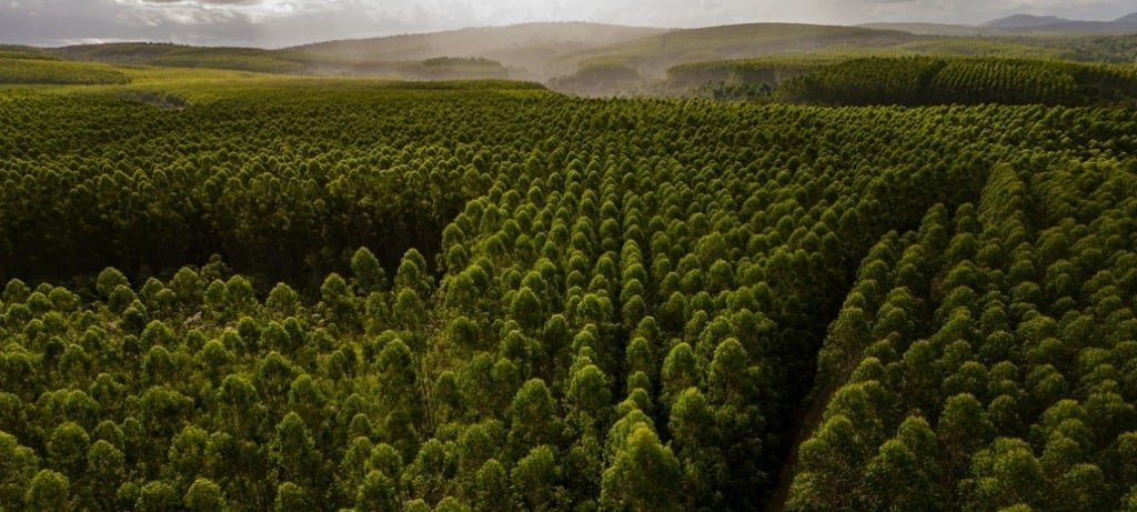 Produção florestal brasileira soma R$ 44,3 bilhões em 2024 e avança 16,7%, aponta IBGE - Imagem do artigo