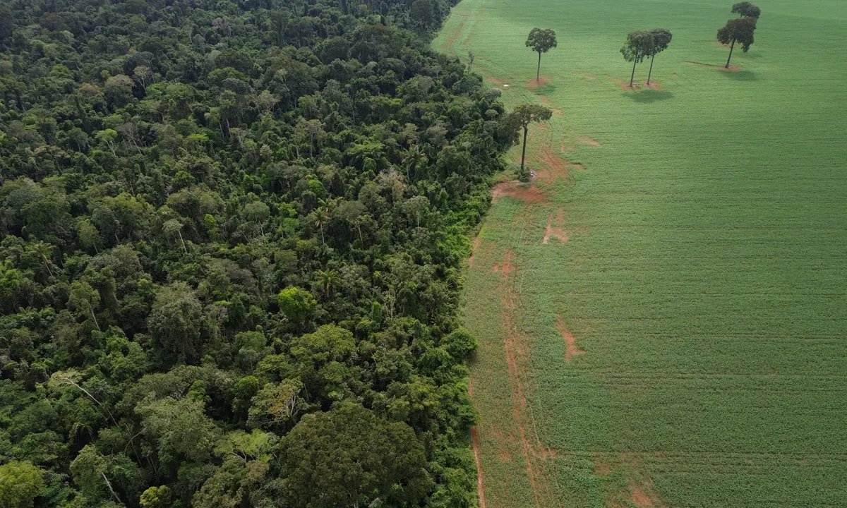 Relatório aponta que Moratória da Soja reduz renda e competitividade de produtores - Imagem do artigo