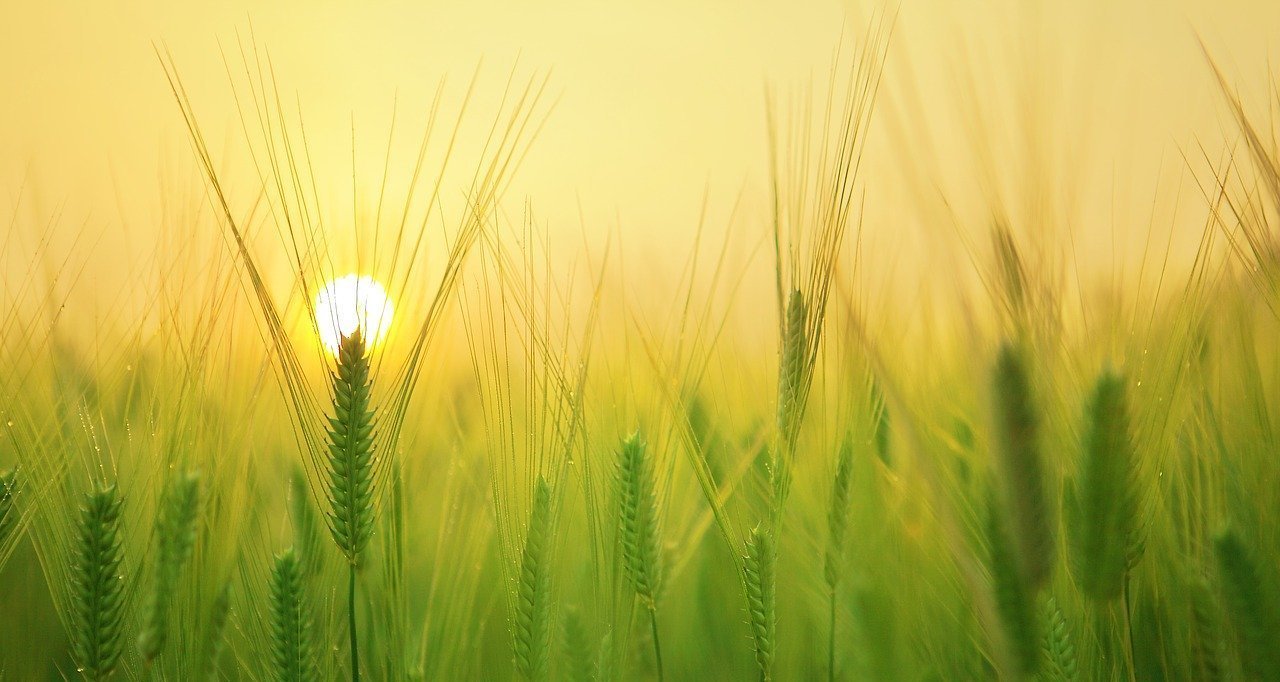 Chuvas de setembro impulsionam trigo e demais cultivos de inverno na região Sul, aponta Conab - Imagem do artigo