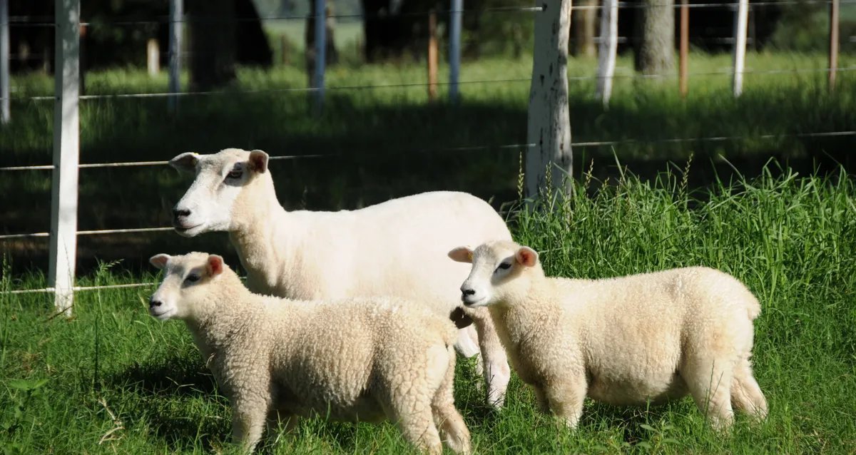 Embrapa testa “ovelha do futuro” para dobrar eficiência na produção de carne - Imagem do artigo