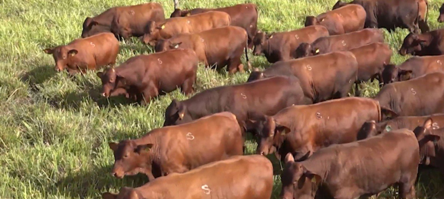 Santa Gertrudis é indicada para cruzamento com Brahman e Tabapuã no Norte de Minas - Imagem do artigo