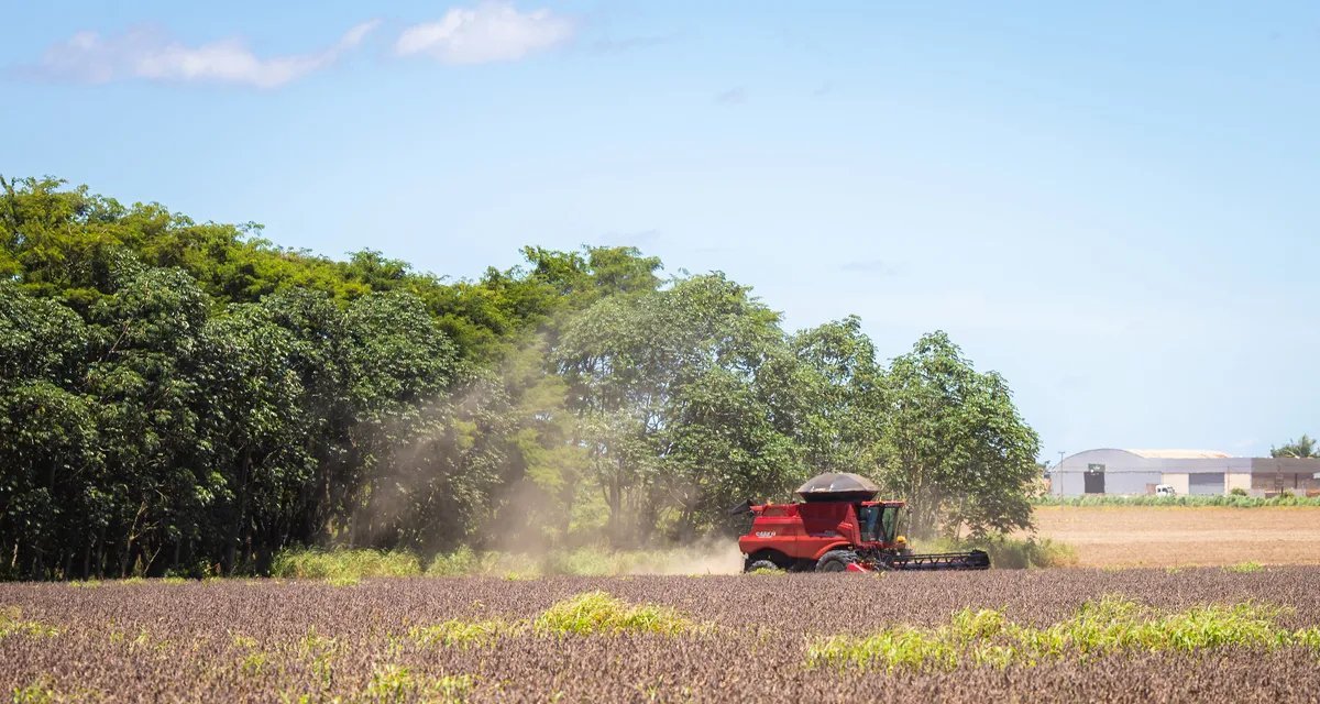 Cade mantém medida preventiva e futuro da Moratória da Soja após 2026 segue indefinido - Imagem do artigo