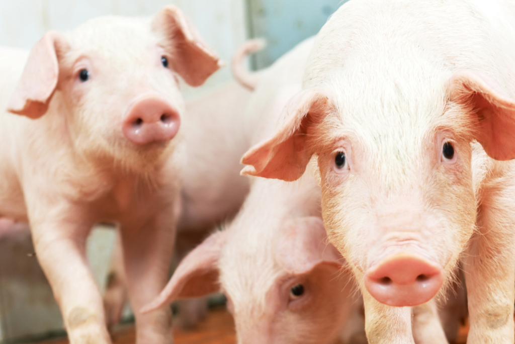 Mercado de suínos registra recuo pontual nos preços, mas mantém margens com milho controlado - Imagem do artigo