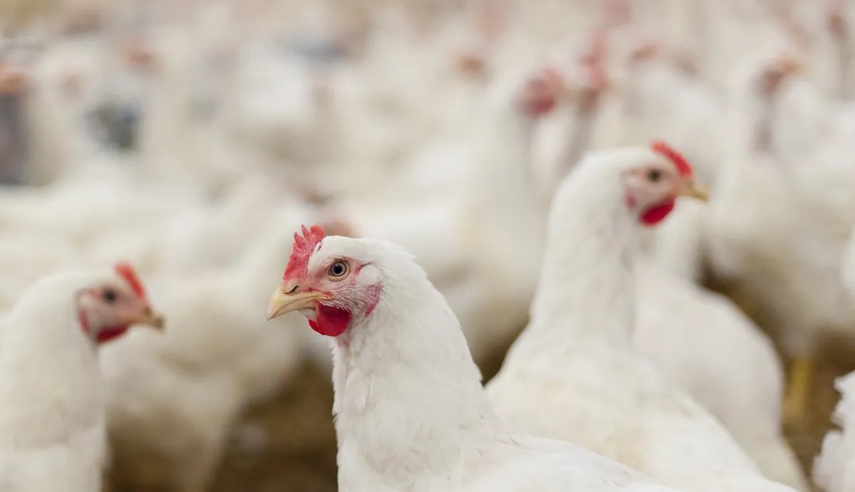 JBS destina US$ 70 milhões à expansão da produção de frangos no Paraguai - Imagem do artigo