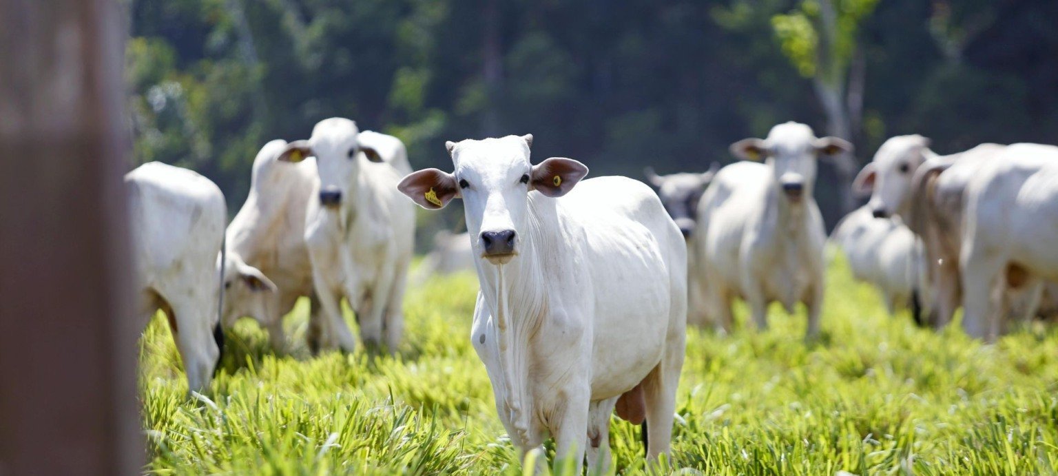 Ibama exige regularidade ambiental de toda a fazenda para suspender embargo - Imagem do artigo