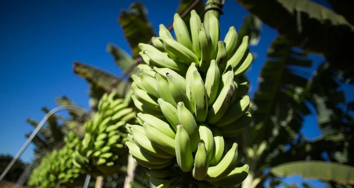 Bananicultores pressionam governo para reavaliar importação de fruta do Equador - Imagem do artigo