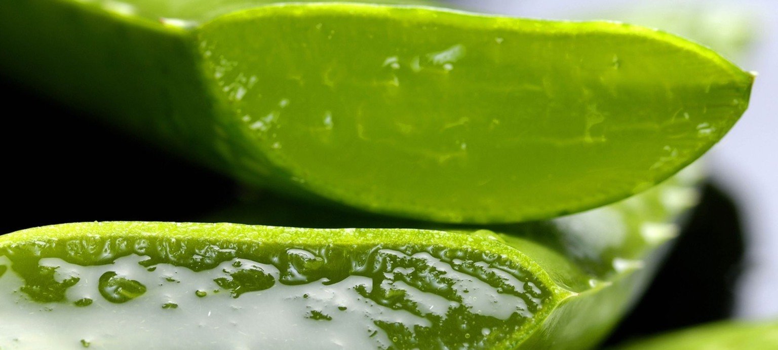 Babosa amplia atuação no campo como defensivo natural e gera até 200 toneladas por hectare - Imagem do artigo