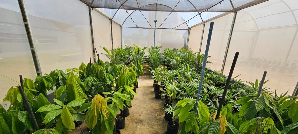 Projeto testa bioinoculantes para fortalecer agroflorestas na Amazônia - Imagem do artigo