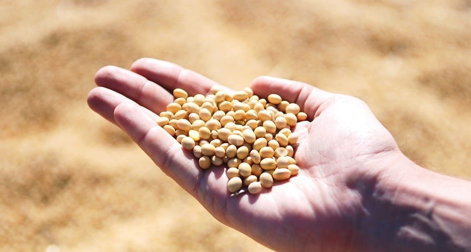 Queda nos preços faz produtores recuarem e mercado de soja fecha setembro travado - Imagem do artigo
