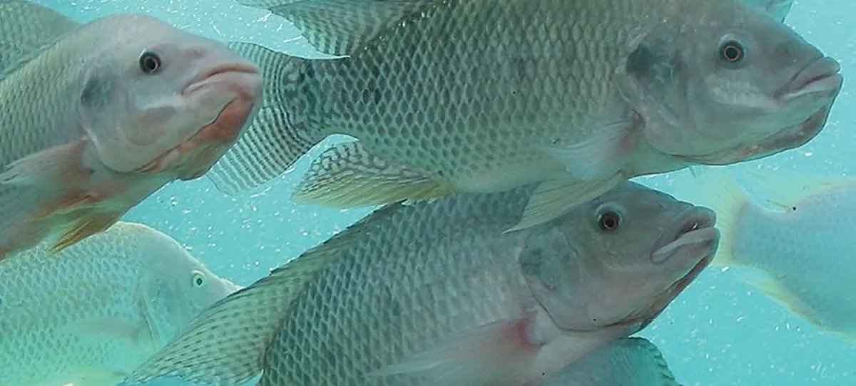 Estudo da Embrapa aponta espaço para tilápia brasileira nos EUA mesmo após tarifa de 50% - Imagem do artigo