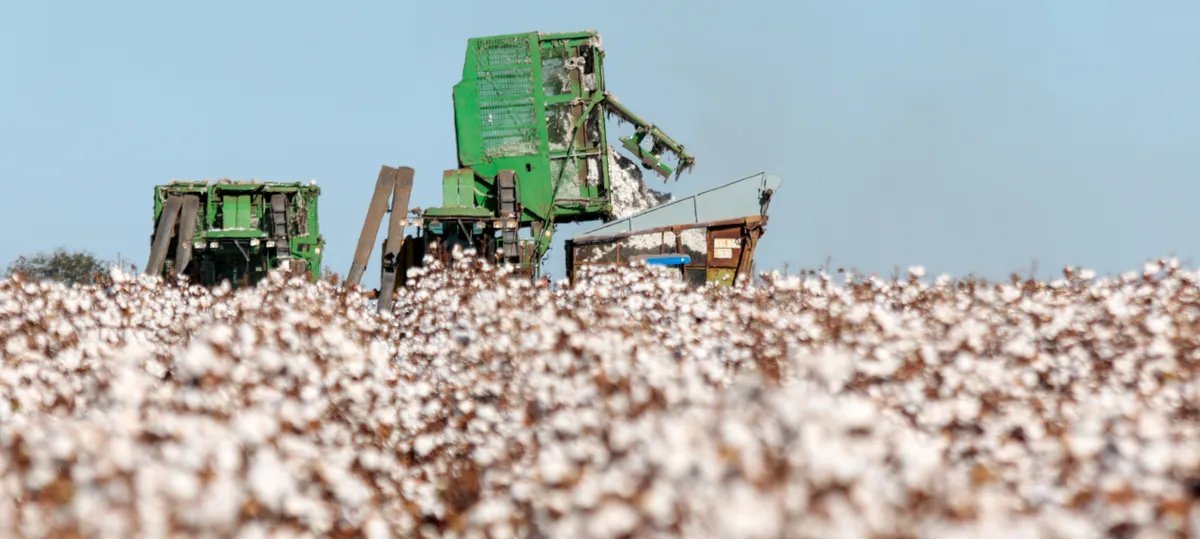 Iniciativa Better Cotton cria selo internacional para rastrear algodão sustentável - Imagem do artigo