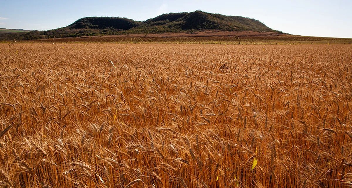 Importação de trigo sobe em setembro e preço médio cai ao menor nível desde 2020 - Imagem do artigo
