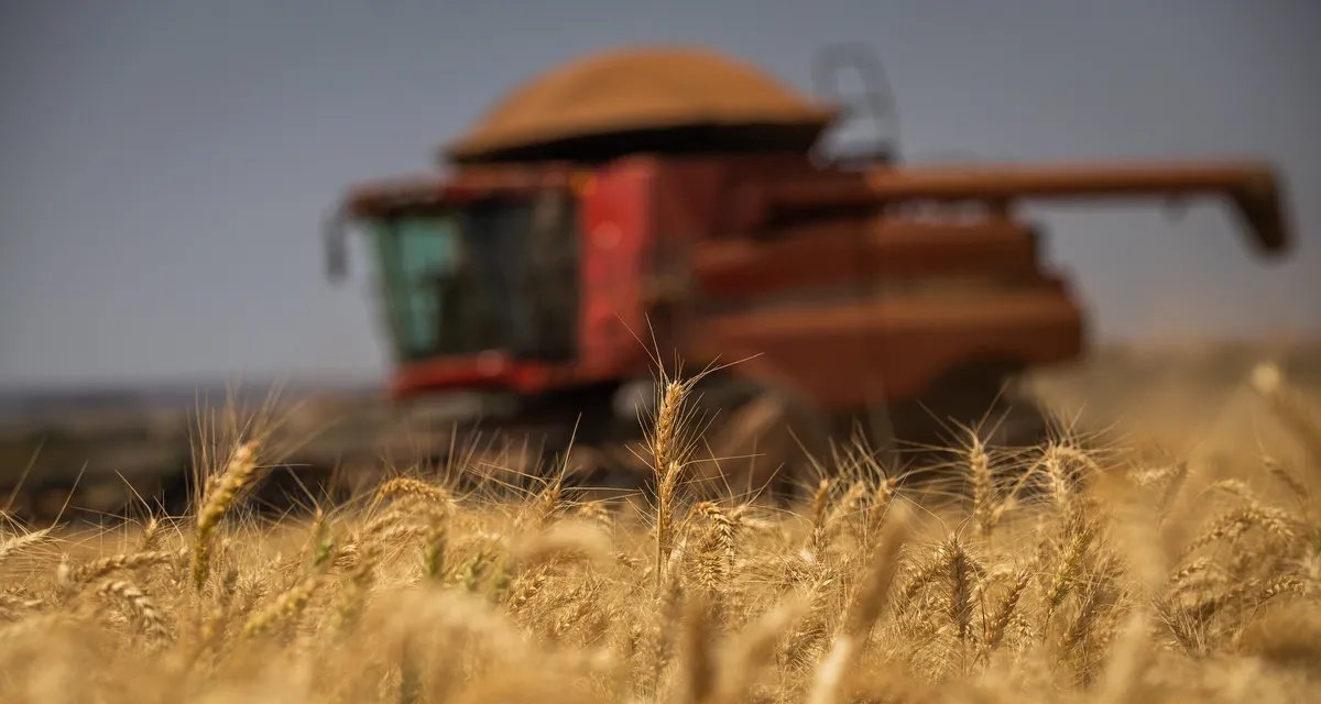 Trigo gaúcho chega à reta final com alta produtividade prevista, mas clima úmido acende alerta - Imagem do artigo