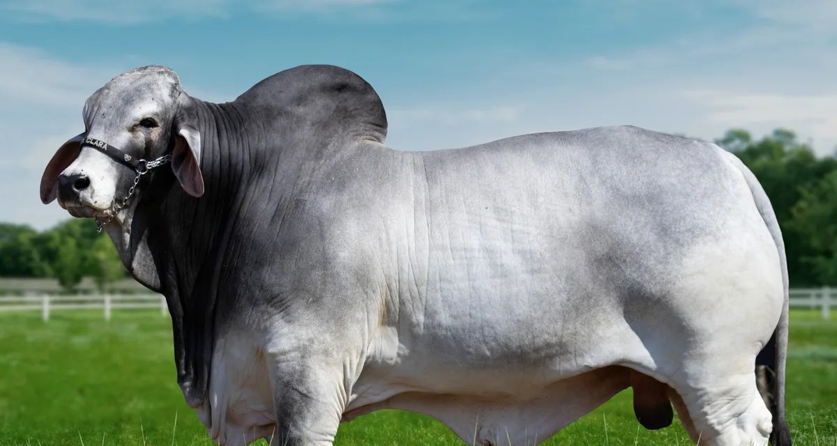 Touro Brahman de 36 meses estabelece recorde nacional de rendimento de cortes nobres - Imagem do artigo