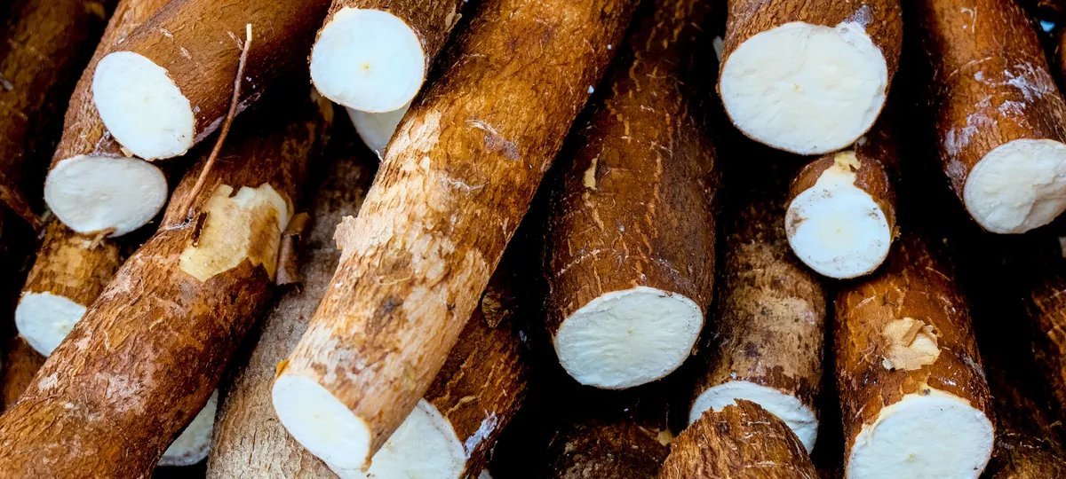 Cotação da mandioca avança pela oitava semana seguida, aponta Cepea - Imagem do artigo